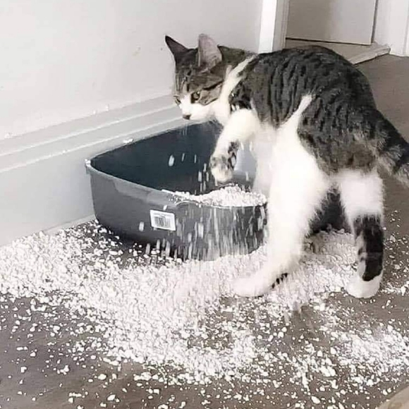 Meet your Posher, Sharona - Picture 12 of 13